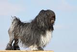 PETIT CHIEN LION 149